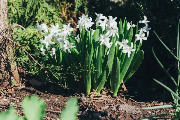 Bahar bahçe en parlak beyaz çiçek sümbül. Beyaz sümbül. yerdeki beyaz sümbül bush bahçede büyür.