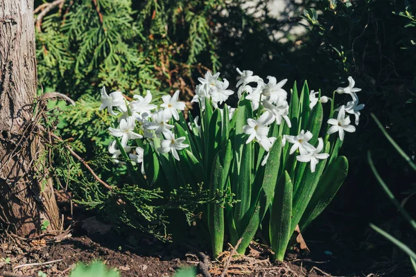Bahar bahçe en parlak beyaz çiçek sümbül. Beyaz sümbül. yerdeki beyaz sümbül bush bahçede büyür.