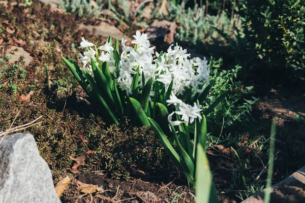Bahar bahçe en parlak beyaz çiçek sümbül. Beyaz sümbül. yerdeki beyaz sümbül bush bahçede büyür.