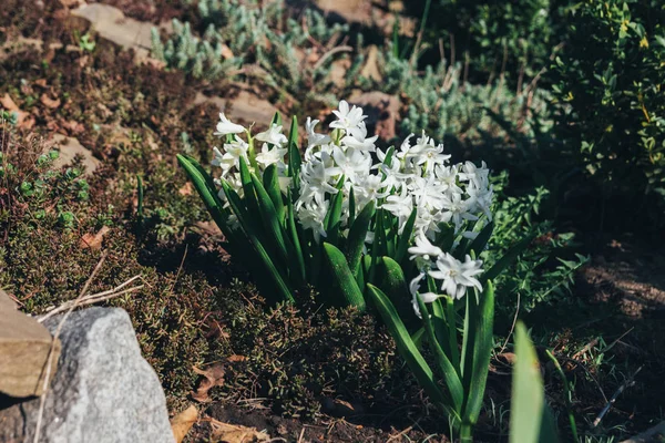 Bahar bahçe en parlak beyaz çiçek sümbül. Beyaz sümbül. yerdeki beyaz sümbül bush bahçede büyür.