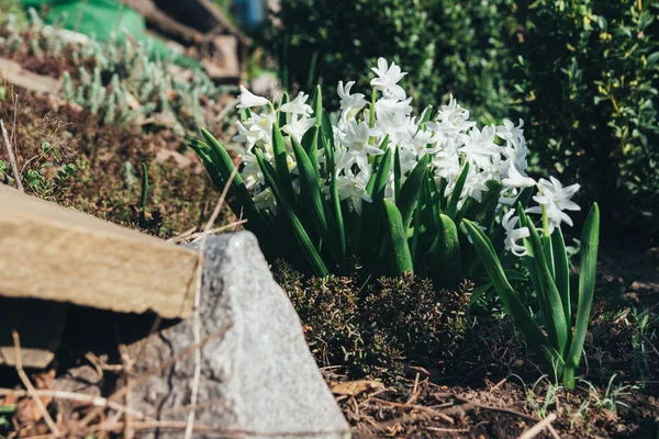 Bahar bahçe en parlak beyaz çiçek sümbül. Beyaz sümbül. yerdeki beyaz sümbül bush bahçede büyür.