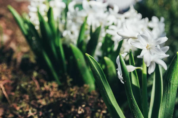 Bahar bahçe en parlak beyaz çiçek sümbül. Beyaz sümbül. yerdeki beyaz sümbül bush bahçede büyür.