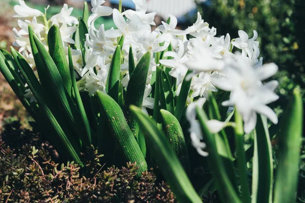 Bahar bahçe en parlak beyaz çiçek sümbül. Beyaz sümbül. yerdeki beyaz sümbül bush bahçede büyür.