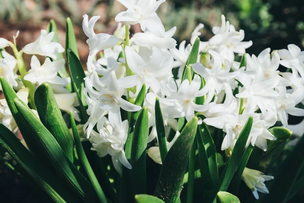 Bahar bahçe en parlak beyaz çiçek sümbül. Beyaz sümbül. yerdeki beyaz sümbül bush bahçede büyür.