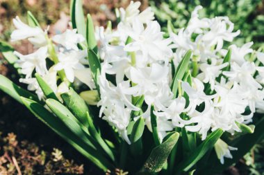 Bahar bahçe en parlak beyaz çiçek sümbül. Beyaz sümbül. yerdeki beyaz sümbül bush bahçede büyür.