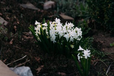 Bahar bahçe en parlak beyaz çiçek sümbül. Beyaz sümbül. yerdeki beyaz sümbül bush bahçede büyür.