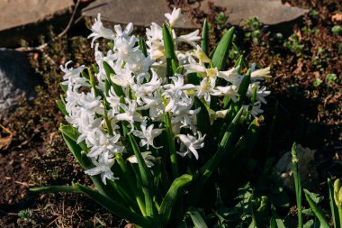 Bahar bahçe en parlak beyaz çiçek sümbül. Beyaz sümbül. yerdeki beyaz sümbül bush bahçede büyür.