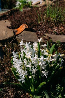 Bahar bahçe en parlak beyaz çiçek sümbül. Beyaz sümbül. yerdeki beyaz sümbül bush bahçede büyür.