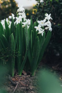 Bahar bahçe en parlak beyaz çiçek sümbül. Beyaz sümbül. yerdeki beyaz sümbül bush bahçede büyür.