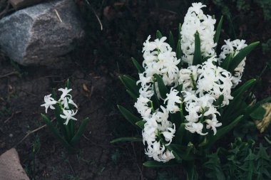 Bahar bahçe en parlak beyaz çiçek sümbül. Beyaz sümbül. yerdeki beyaz sümbül bush bahçede büyür.