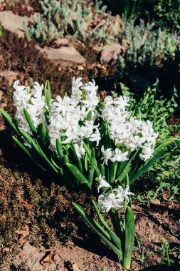 Bahar bahçe en parlak beyaz çiçek sümbül. Beyaz sümbül. yerdeki beyaz sümbül bush bahçede büyür.