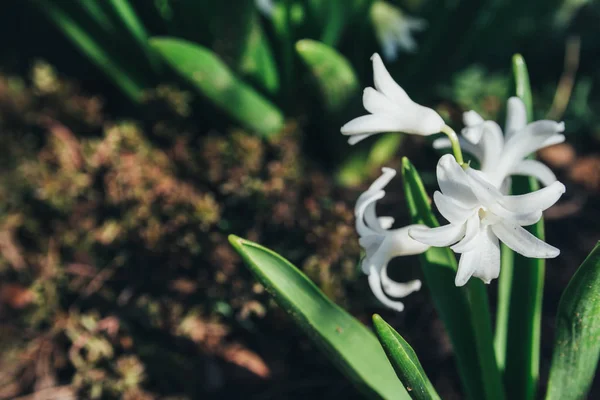 Jacinto Flor Blanca Brillante Jardín Primavera Jacintos Blancos Jardín Crece — Foto de Stock