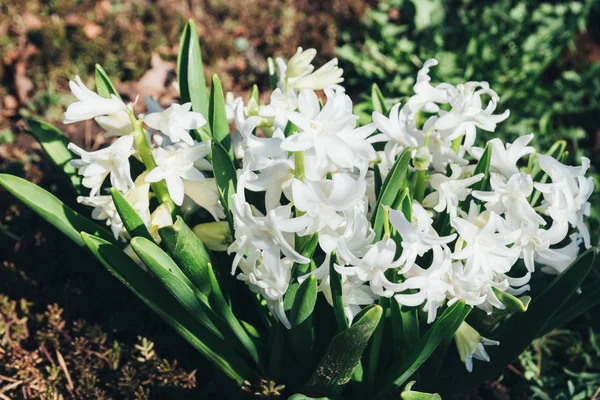 Leuchtend Weiße Blütenhyazinthen Garten Frühling Weiße Hyazinthen Garten Wächst Ein — Stockfoto