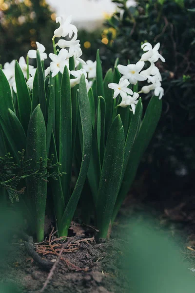 Bahar bahçe en parlak beyaz çiçek sümbül. Beyaz sümbül. yerdeki beyaz sümbül bush bahçede büyür.