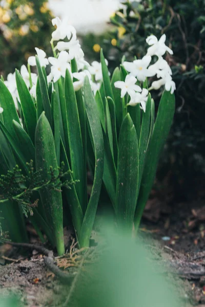 Bahar bahçe en parlak beyaz çiçek sümbül. Beyaz sümbül. yerdeki beyaz sümbül bush bahçede büyür.