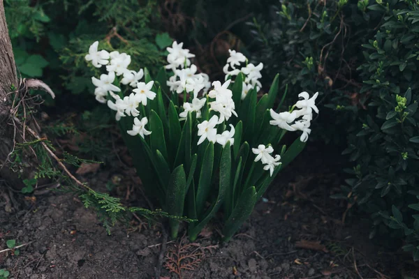 Bahar bahçe en parlak beyaz çiçek sümbül. Beyaz sümbül. yerdeki beyaz sümbül bush bahçede büyür.