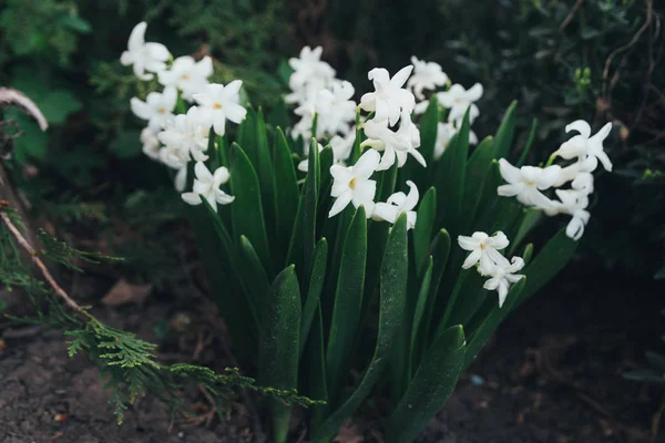 Leuchtend Weiße Blütenhyazinthen Garten Frühling Weiße Hyazinthen Garten Wächst Ein — Stockfoto