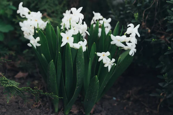 Bahar bahçe en parlak beyaz çiçek sümbül. Beyaz sümbül. yerdeki beyaz sümbül bush bahçede büyür.