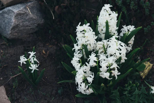 Bahar bahçe en parlak beyaz çiçek sümbül. Beyaz sümbül. yerdeki beyaz sümbül bush bahçede büyür.