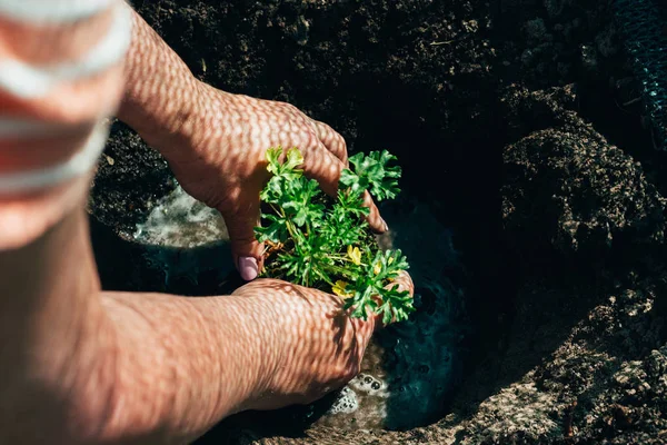 Женские Руки Сажают Зеленое Растение Землю Руках Тень Сети Руки — стоковое фото