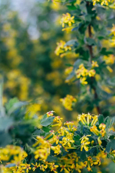 Bektaşi üzümü sarı çiçekler. Bektaşi üzümü Bush bahar. Dallar yeşil çiçek küçük çiçek bırakır. Bahar