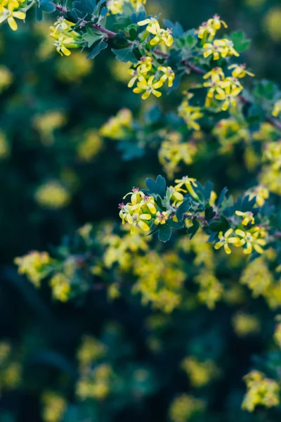 Bektaşi üzümü sarı çiçekler. Bektaşi üzümü Bush bahar. Dallar yeşil çiçek küçük çiçek bırakır. Bahar