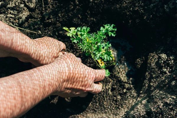 Female hands plant a green plant in the ground. on his hands a shadow from the net. hands in pattern. plant the plants on the farm. farming and breeding. hobby.