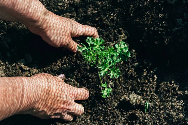 Weibliche Hände Pflanzen Eine Grüne Pflanze Die Erde Auf Seinen — Stockfoto