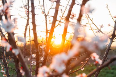 Beyaz çiçekli Bahçe, erken ilkbaharda çiçek açan kiraz dal. gün batımında, batan güneşin bir dalda parlar.