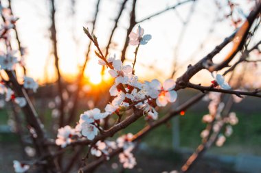 Beyaz çiçekli Bahçe, erken ilkbaharda çiçek açan kiraz dal. gün batımında, batan güneşin bir dalda parlar.