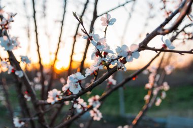 Beyaz çiçekli Bahçe, erken ilkbaharda çiçek açan kiraz dal. gün batımında, batan güneşin bir dalda parlar.