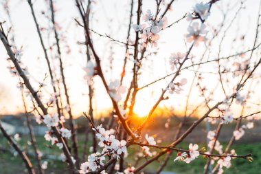 Beyaz çiçekli Bahçe, erken ilkbaharda çiçek açan kiraz dal. gün batımında, batan güneşin bir dalda parlar.