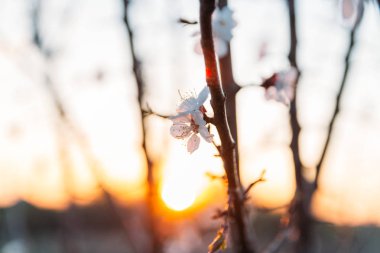 Beyaz çiçekli Bahçe, erken ilkbaharda çiçek açan kiraz dal. gün batımında, batan güneşin bir dalda parlar.