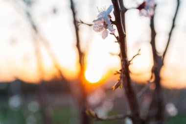 Beyaz çiçekli Bahçe, erken ilkbaharda çiçek açan kiraz dal. gün batımında, batan güneşin bir dalda parlar.