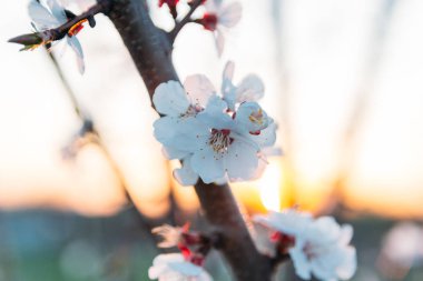 Beyaz çiçekli Bahçe, erken ilkbaharda çiçek açan kiraz dal. gün batımında, batan güneşin bir dalda parlar.
