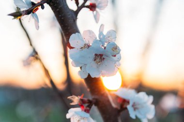 Beyaz çiçekli Bahçe, erken ilkbaharda çiçek açan kiraz dal. gün batımında, batan güneşin bir dalda parlar.