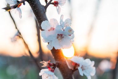 Beyaz çiçekli Bahçe, erken ilkbaharda çiçek açan kiraz dal. gün batımında, batan güneşin bir dalda parlar.