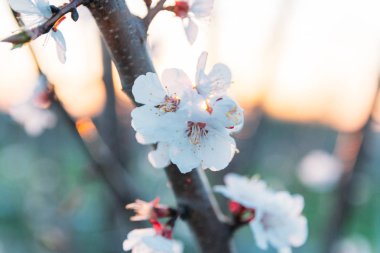 Beyaz çiçekli Bahçe, erken ilkbaharda çiçek açan kiraz dal. gün batımında, batan güneşin bir dalda parlar.