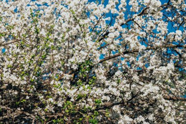 Beyaz çiçekli Bahçe, erken ilkbaharda çiçek açan kiraz Şubesi.