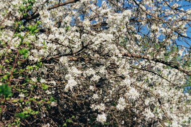 Beyaz çiçekli Bahçe, erken ilkbaharda çiçek açan kiraz Şubesi.