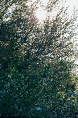 Beyaz çiçekli Bahçe, erken ilkbaharda çiçek açan kiraz Şubesi.