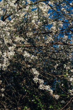 Beyaz çiçekli Bahçe, erken ilkbaharda çiçek açan kiraz Şubesi.