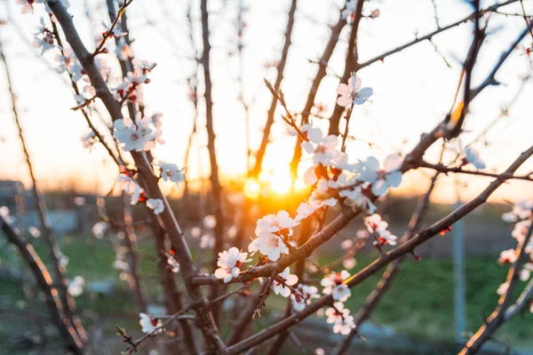 Beyaz çiçekli Bahçe, erken ilkbaharda çiçek açan kiraz dal. gün batımında, batan güneşin bir dalda parlar.
