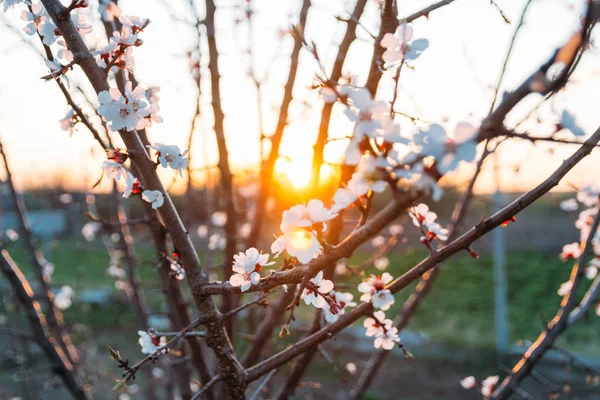 Beyaz çiçekli Bahçe, erken ilkbaharda çiçek açan kiraz dal. gün batımında, batan güneşin bir dalda parlar.