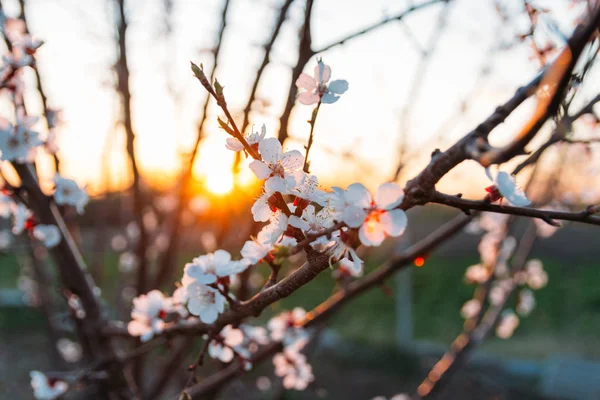 Beyaz çiçekli Bahçe, erken ilkbaharda çiçek açan kiraz dal. gün batımında, batan güneşin bir dalda parlar.