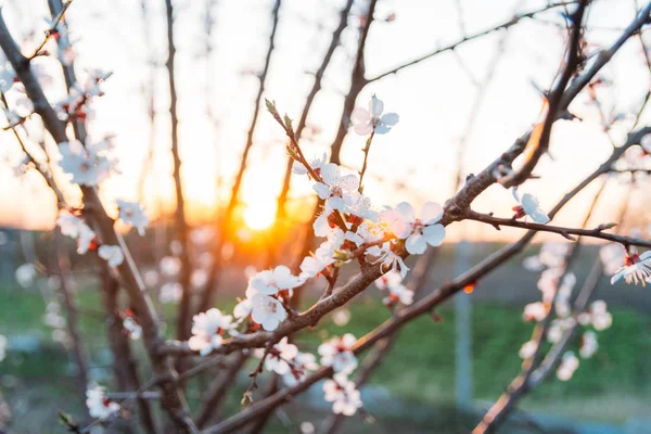 Beyaz çiçekli Bahçe, erken ilkbaharda çiçek açan kiraz dal. gün batımında, batan güneşin bir dalda parlar.