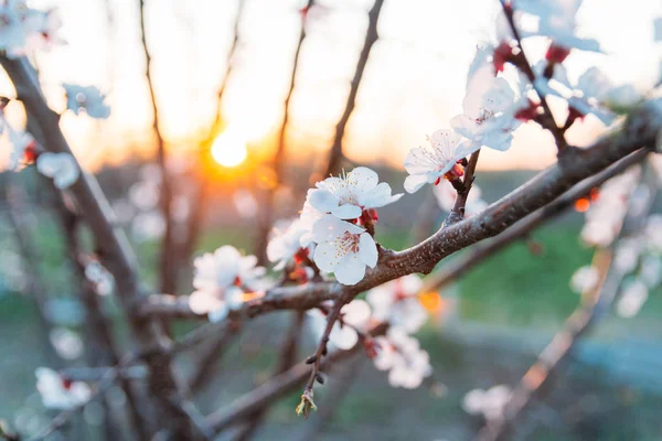 Beyaz çiçekli Bahçe, erken ilkbaharda çiçek açan kiraz dal. gün batımında, batan güneşin bir dalda parlar.