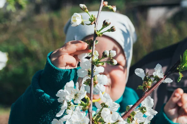 Fehér Virágok Kora Tavasszal Kertben Virágzó Cseresznye Kis Baba Fogantyú — Stock Fotó