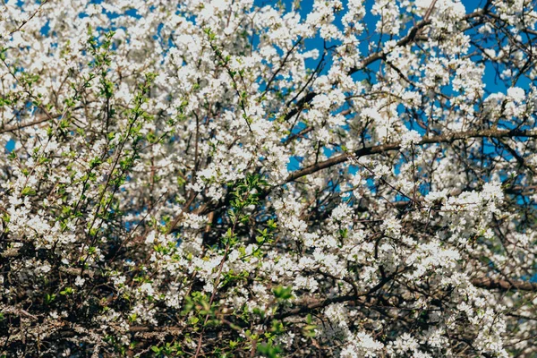 Beyaz çiçekli Bahçe, erken ilkbaharda çiçek açan kiraz Şubesi.