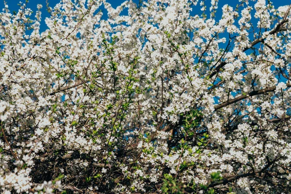 Rama Cerezo Con Flores Blancas Floreciendo Principios Primavera Jardín — Foto de Stock